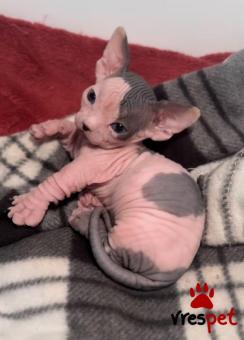 Ράτσα: Σφύξ | Ηλικία: 3 μηνών | Φύλο: Θηλυκό | Αρ. Microchip: 978101432345674 | Ιδιώτης | Pedigree | Περιοχή: Αθήνα, Αττική